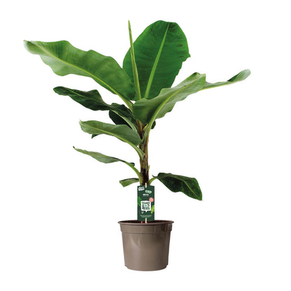 Zwerg-Banane 'Cavendish' – Exotische, pflegeleichte Zimmerpflanze Ø27cm, 130cm hoch