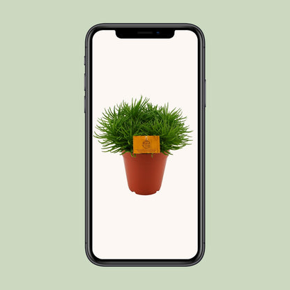 Senecio Himalaya – Pflegeleichte Zimmerpflanze Ø15cm