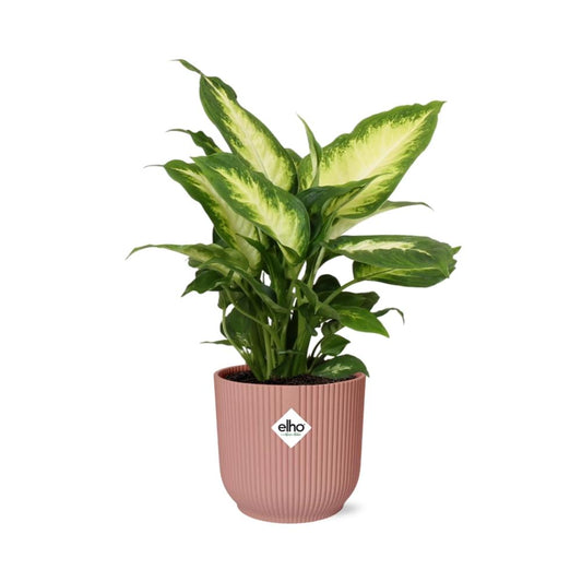 Dieffenbachia ‘Camilla’ in ELHO Vibes Fold 14cm rosa – pflegeleicht & luftreinigend