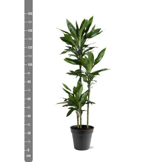 Dracaena Janet Lind – Elegante, pflegeleichte Zimmerpflanze 150-160 cm
