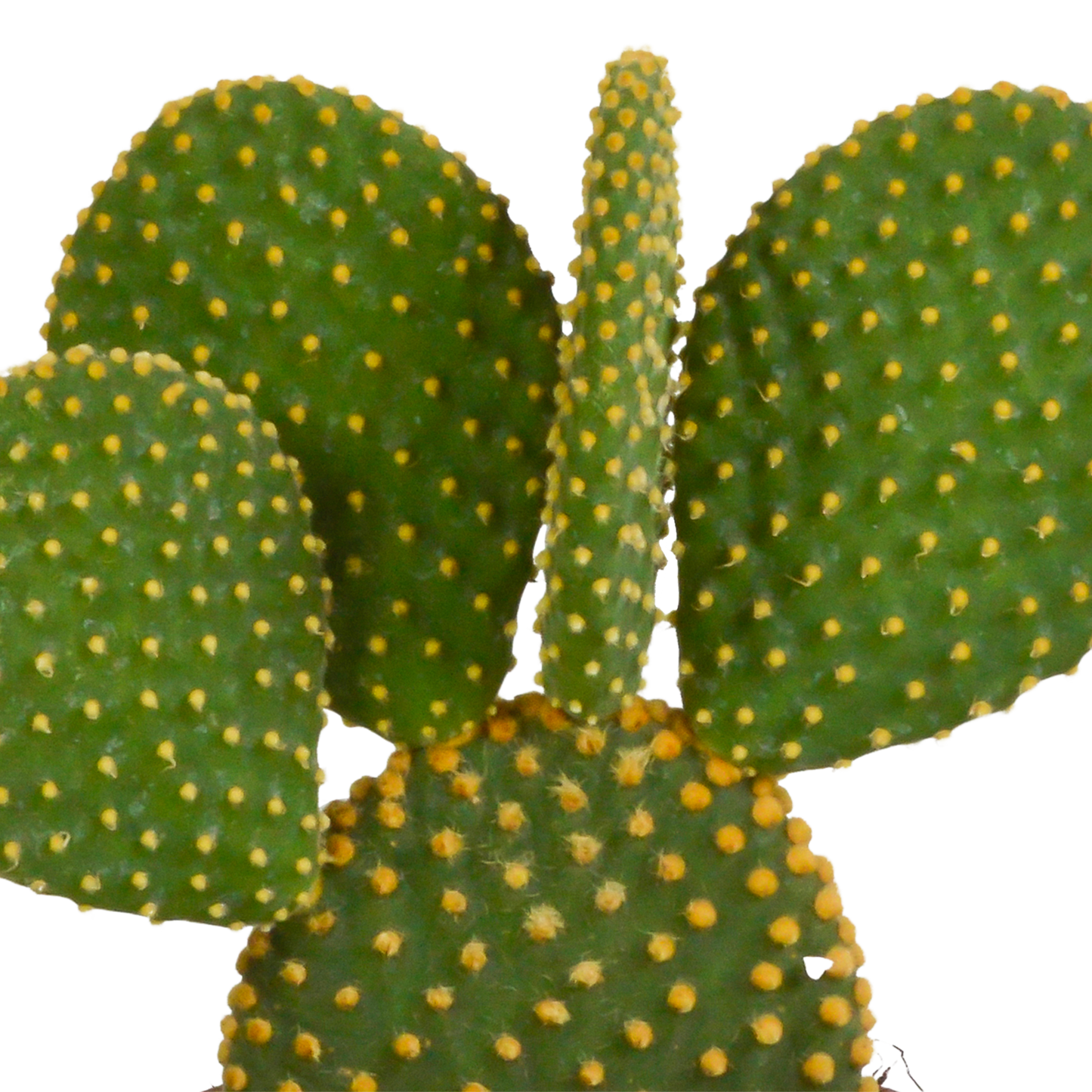Opuntia microdasys – Pflegeleichter Micky-Maus-Kaktus 12 cm