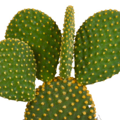 Opuntia microdasys – Pflegeleichter Micky-Maus-Kaktus 12 cm
