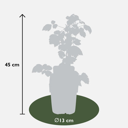 3er Set Rubus Mix – Robuste und pflegeleichte Gartensträucher