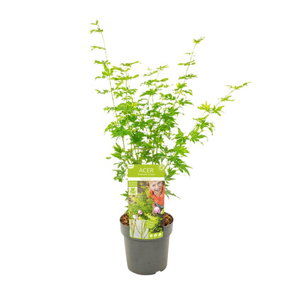 Fächerahorn 'Going Green' – kompakte Zimmer- & Gartenpflanze