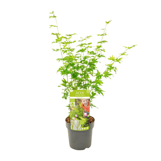 Fächerahorn 'Going Green' – kompakte Zimmer- & Gartenpflanze