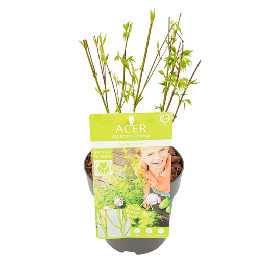Fächerahorn 'Going Green' – Pflegeleichter Gartenklassiker