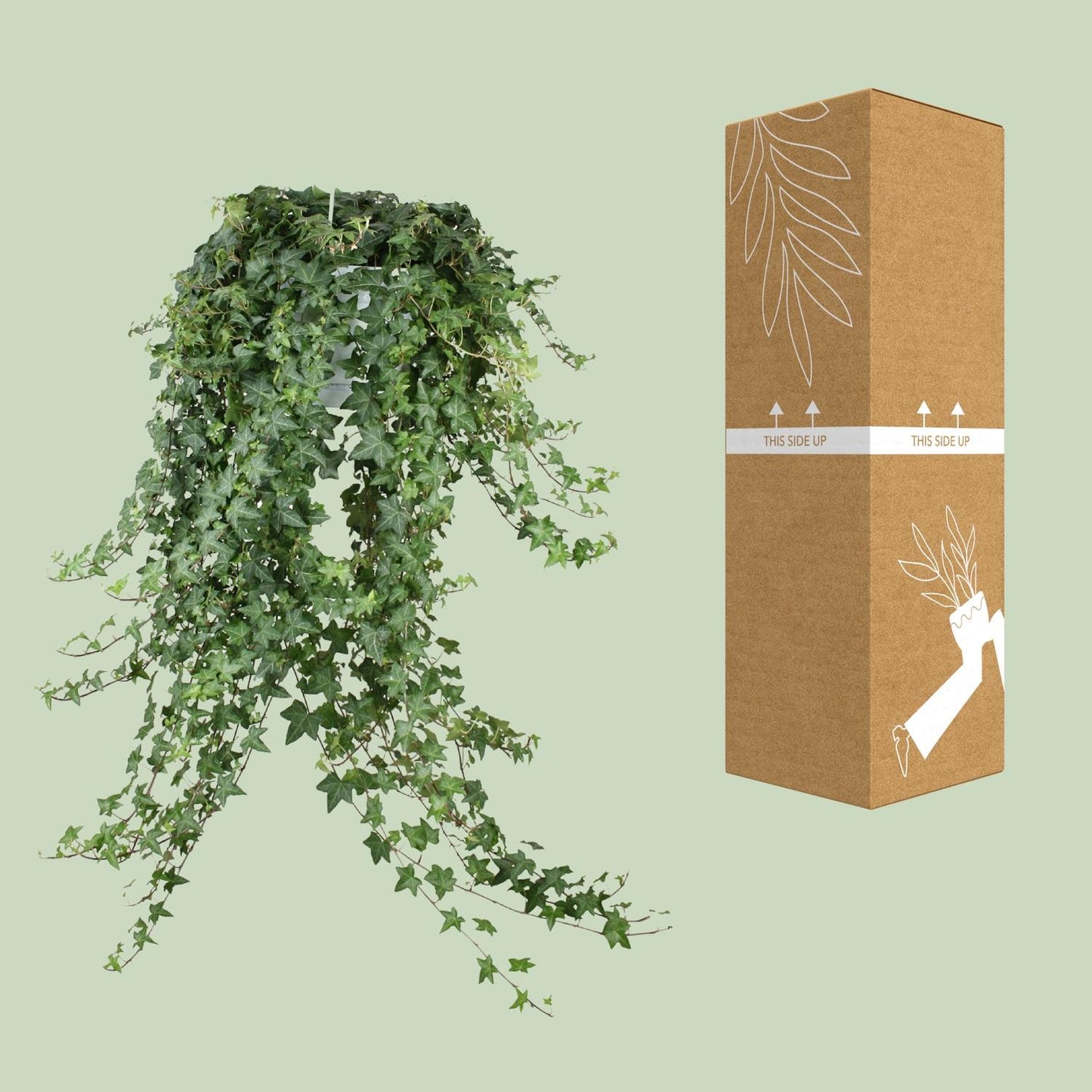 Hedera Helix Pitsburg XXL – Pflegeleichter Efeu Ø24cm