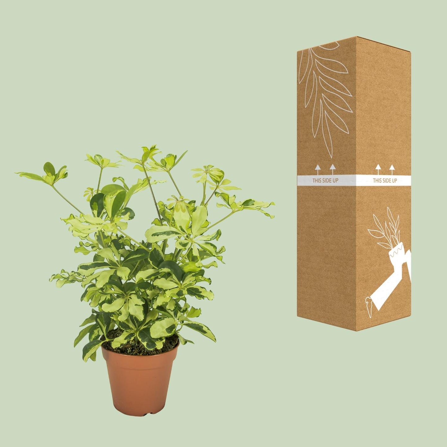 Schefflera Charlotte – Pflegeleichter Umbrella-Baum Ø13cm