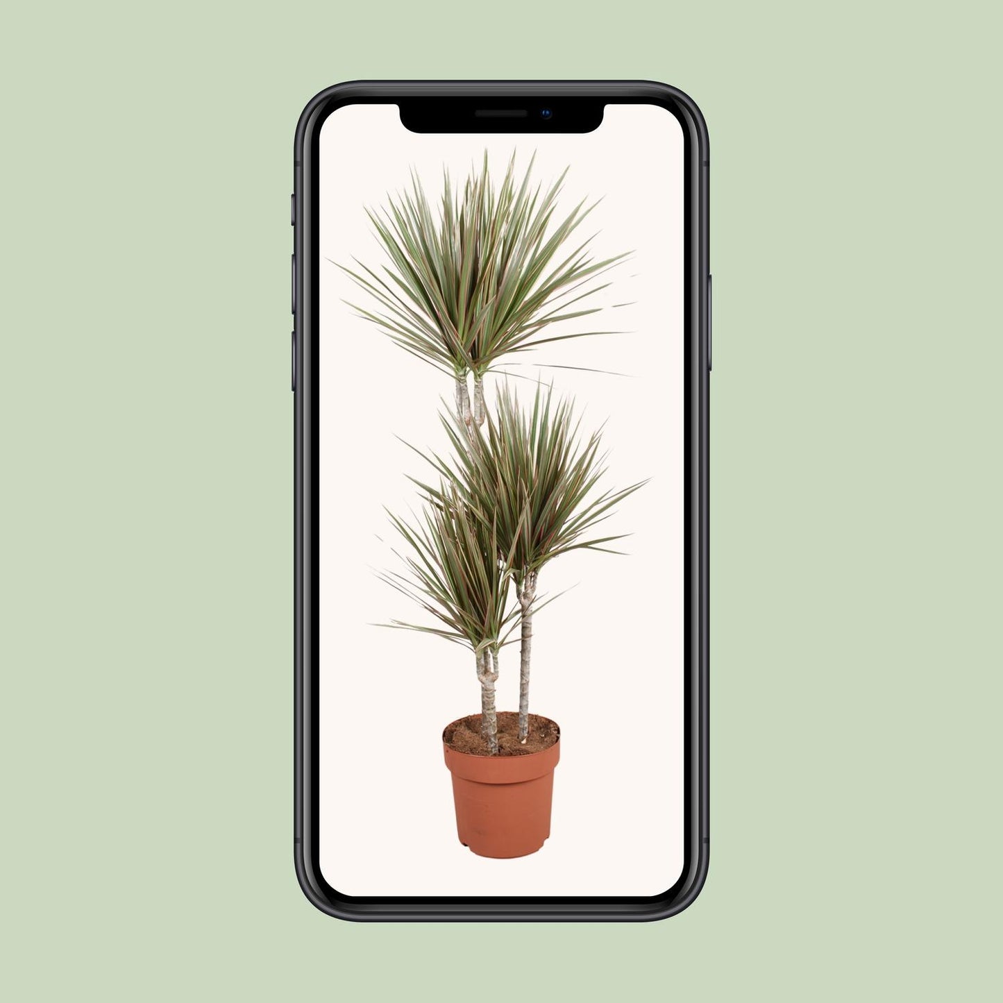 Dracaena Bicolor – Pflegeleichter Drachenbaum Ø21cm, 120cm hoch