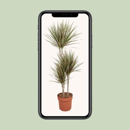 Dracaena Bicolor – Pflegeleichter Drachenbaum Ø21cm, 120cm hoch