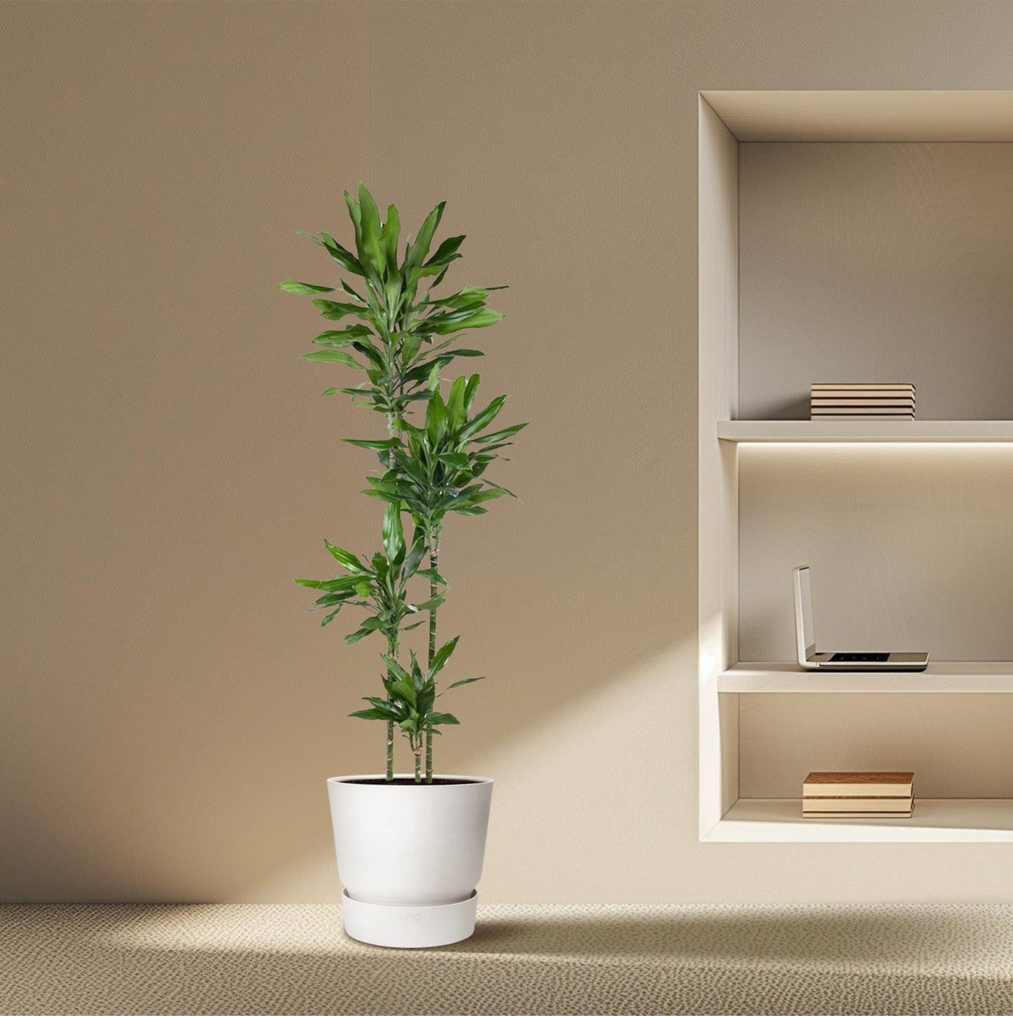 Dracaena Janet Lind – Pflegeleichte Zimmerpflanze 180 cm