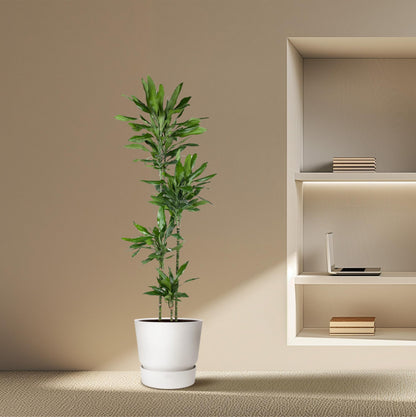 Dracaena Janet Lind – Pflegeleichte Zimmerpflanze 180 cm