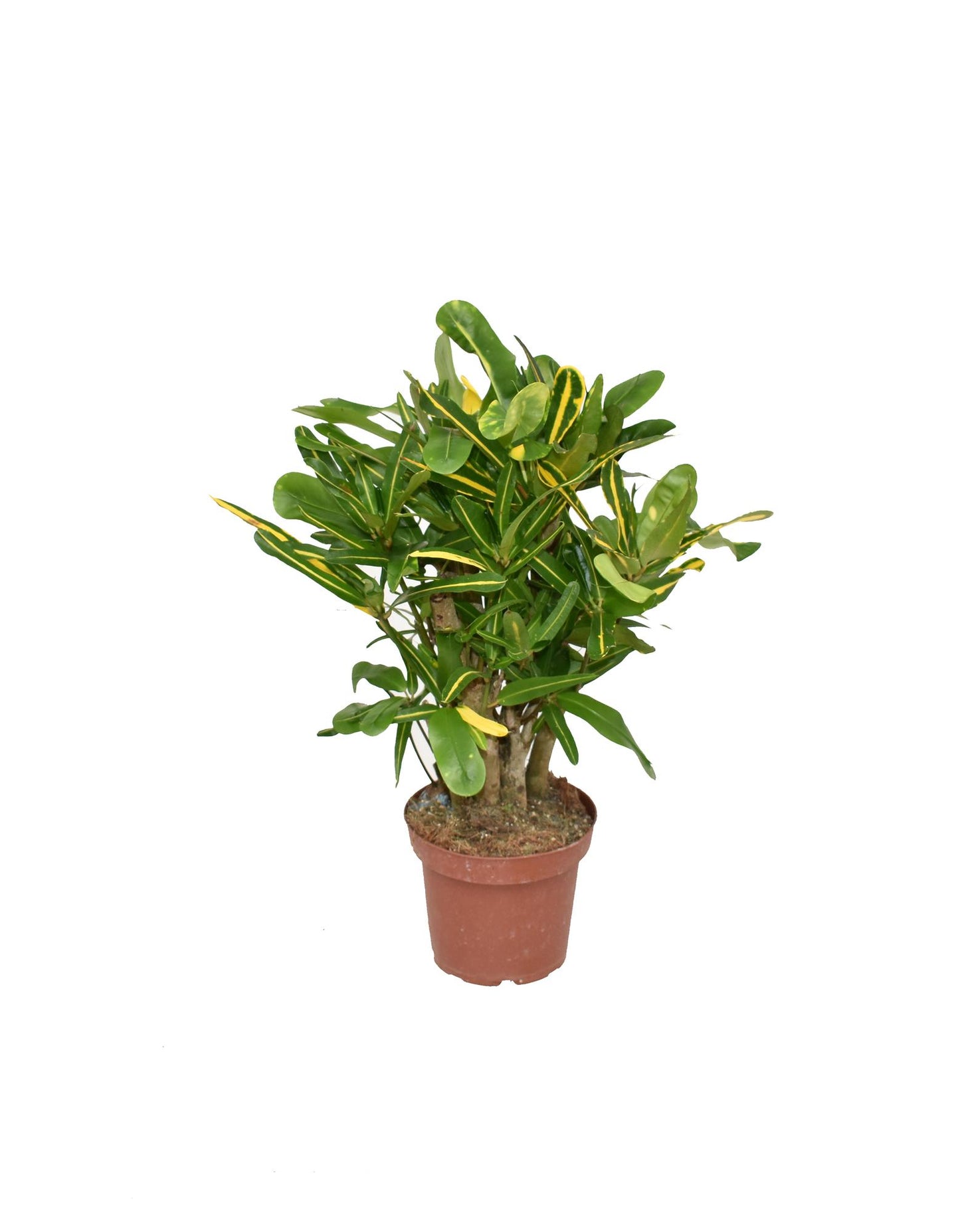 Croton Mammi Yellow – Farbintensive Zimmerpflanze Ø14cm