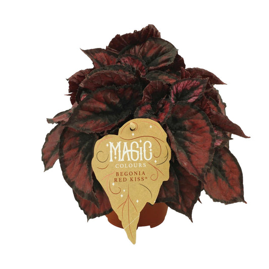 Begonia Rex Red Kiss – Farbenfrohe, pflegeleichte Zimmerpflanze Ø12cm