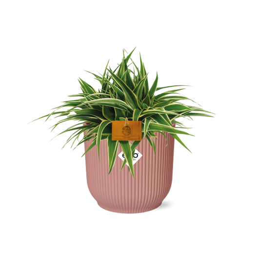 Chlorophytum Ocean 15cm im ELHO Vibes Fold Topf rosa