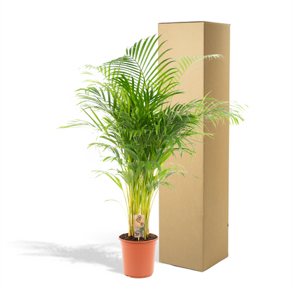 Areca-Palme Ø21cm – Luftreinigende tropische Zimmerpflanze bis 130cm