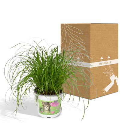 Zypergras (Katzengras) Ø12cm – Pflegeleichte Zimmerpflanze