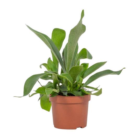 Platycerium Hirschhornfarn 12 cm – Pflegeleichter Geweihfarn
