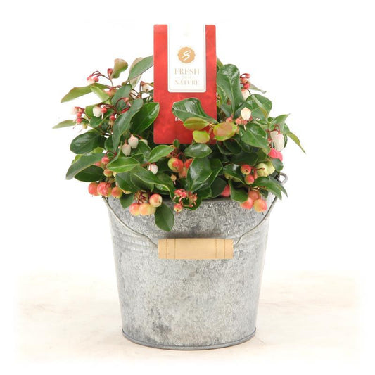 Gaultheria 'Big Berry'® – Pflegeleichte Beerenpflanze im Vintage-Zinktopf
