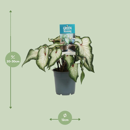 Caladium White Wonder – Engelsflügel Zimmerpflanze Ø12cm