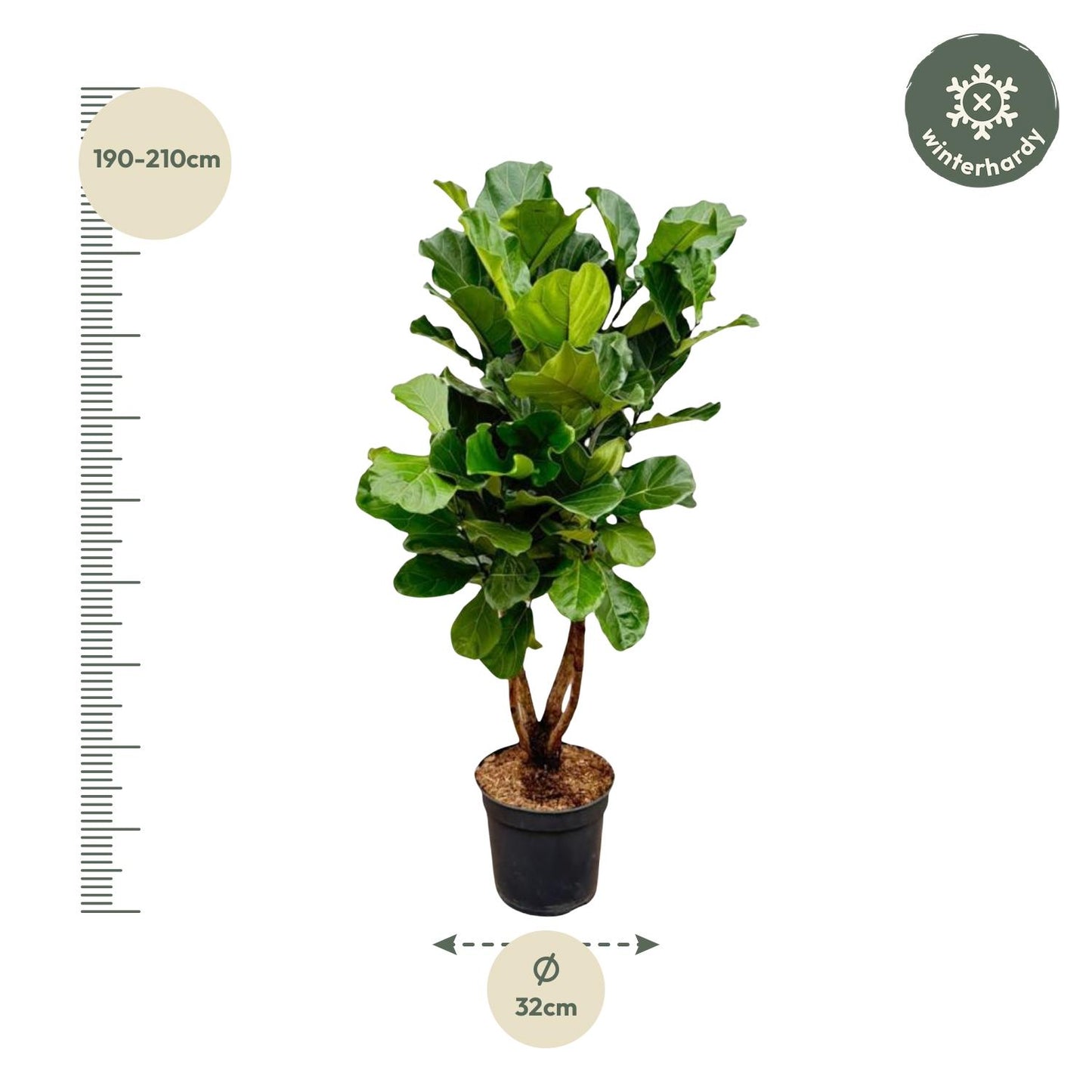 Ficus Lyrata vertakt XL – Geigenfeige 190 cm