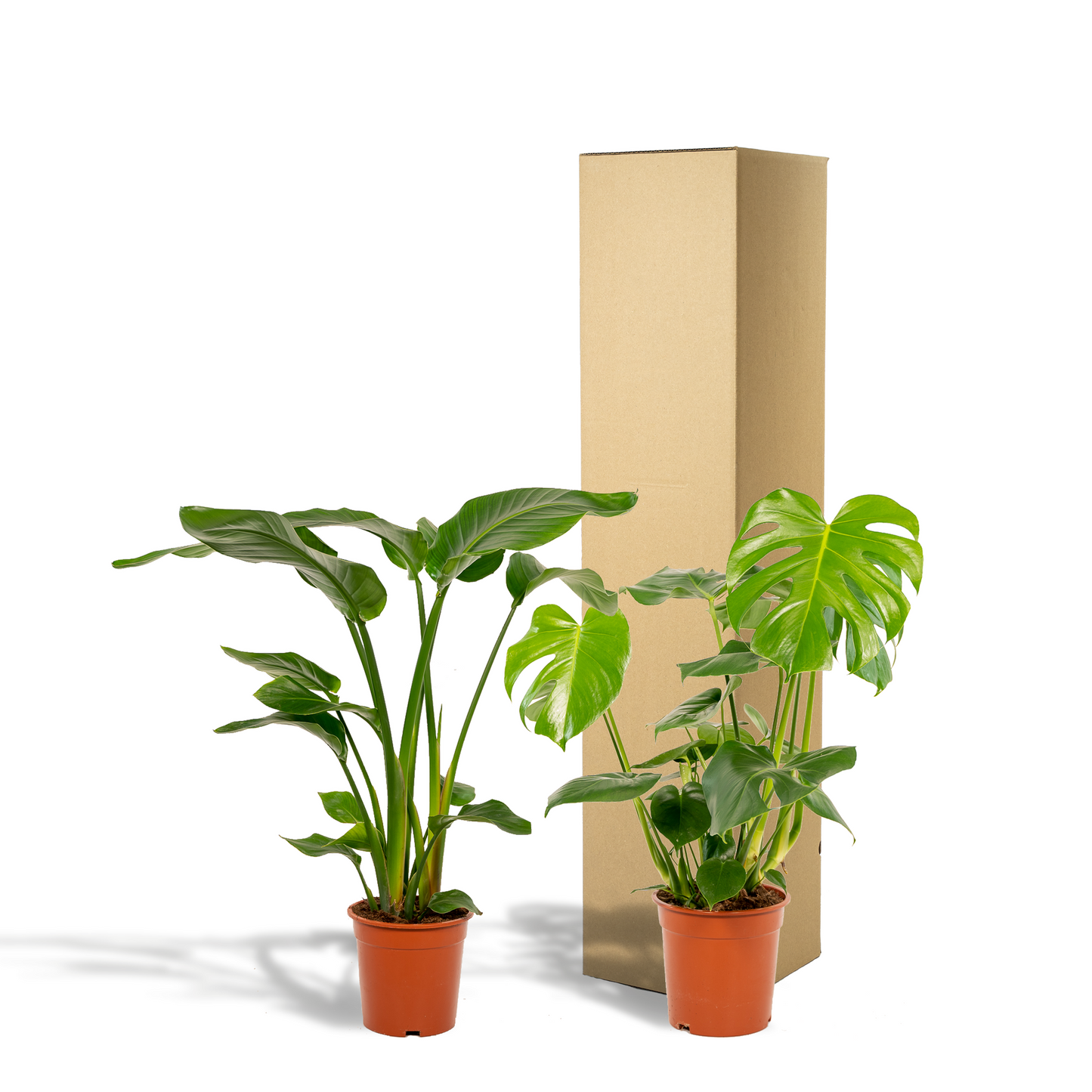 Strelitzia Nicolai & Monstera Deliciosa Set – Tropisches Duo Ø19-21cm