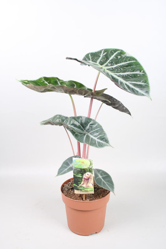 Alocasia Pink Dragon – Trendige & pflegeleichte Zimmerpflanze