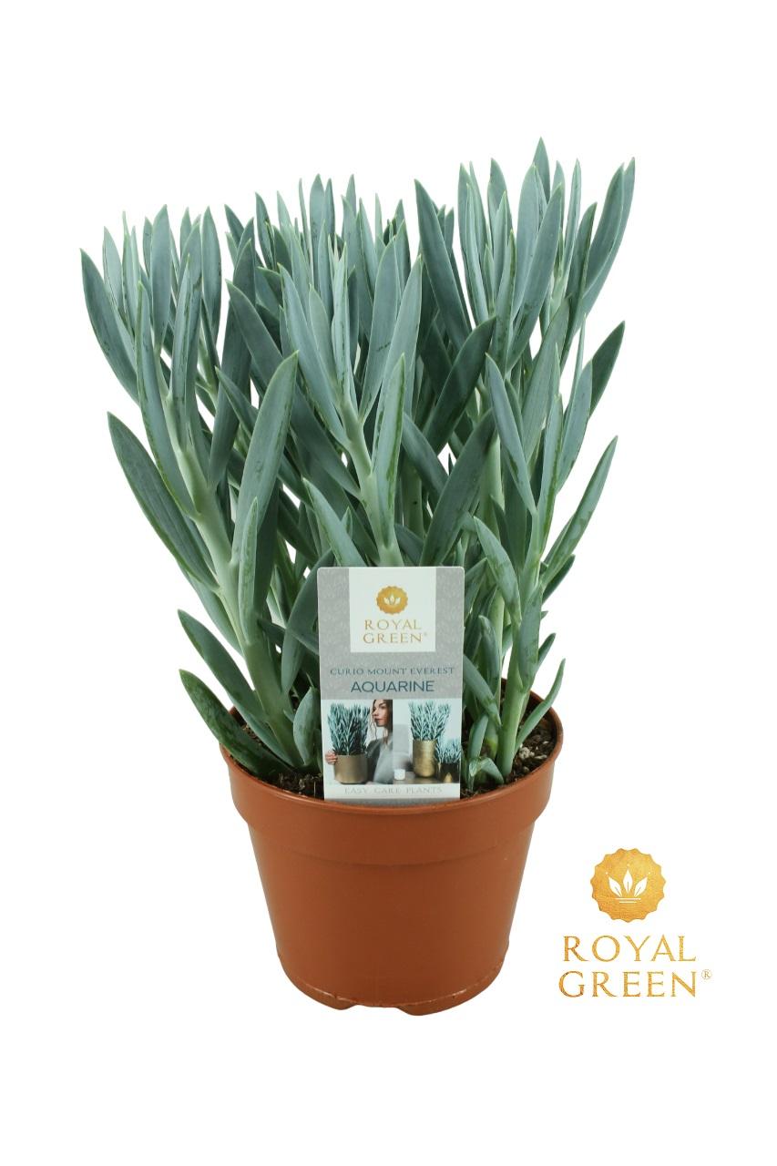 Curio Mount Everst – Pflegeleichte Zimmerpflanze Ø15 cm