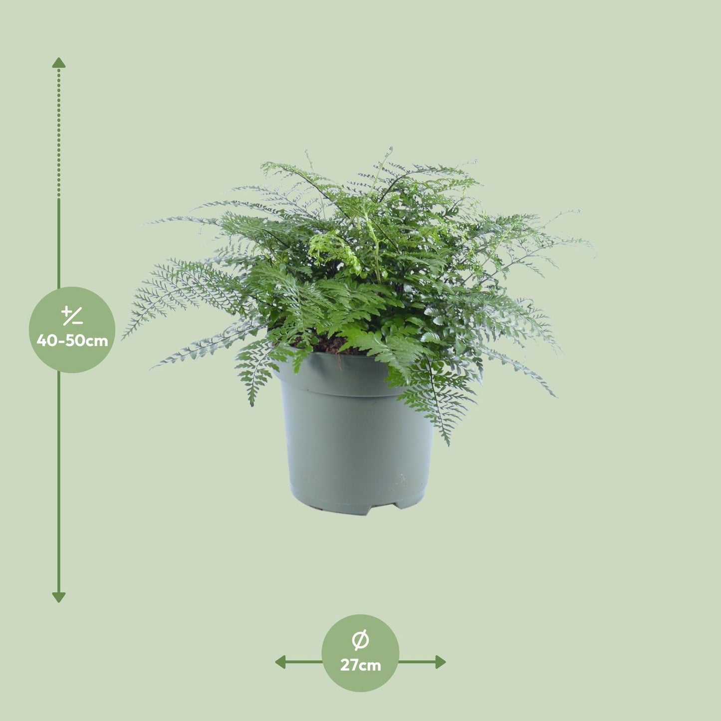 Asplenium Parvati – Eleganter Rippenfarn Ø27cm, 50cm hoch