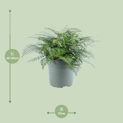 Asplenium Parvati – Eleganter Rippenfarn Ø27cm, 50cm hoch
