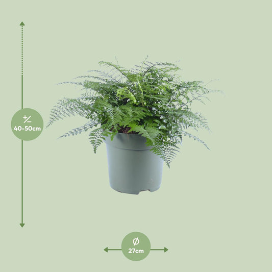 Asplenium Parvati – Eleganter Rippenfarn Ø27cm, 50cm hoch