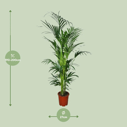 Kentia Palme – 200 cm hohe pflegeleichte Zimmerpflanze