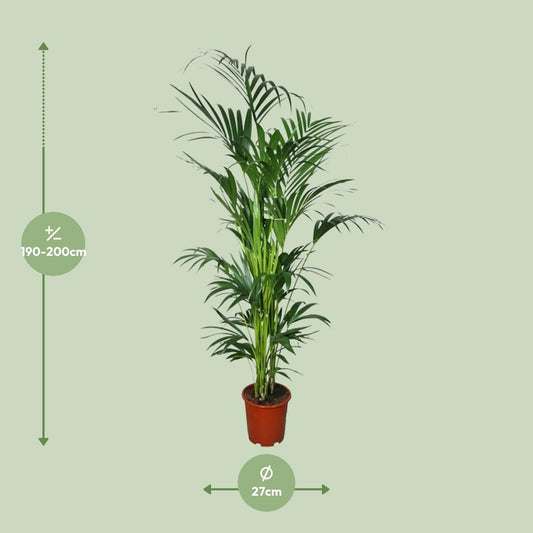 Kentia Palme – 200 cm hohe pflegeleichte Zimmerpflanze