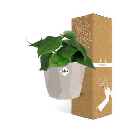 Philodendron Scandens in ELHO b.for rock 14 cm warm grey