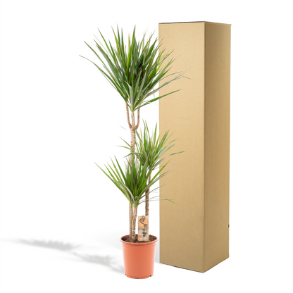 Dracaena Marginata – Pflegeleichter Drachenbaum Ø21cm