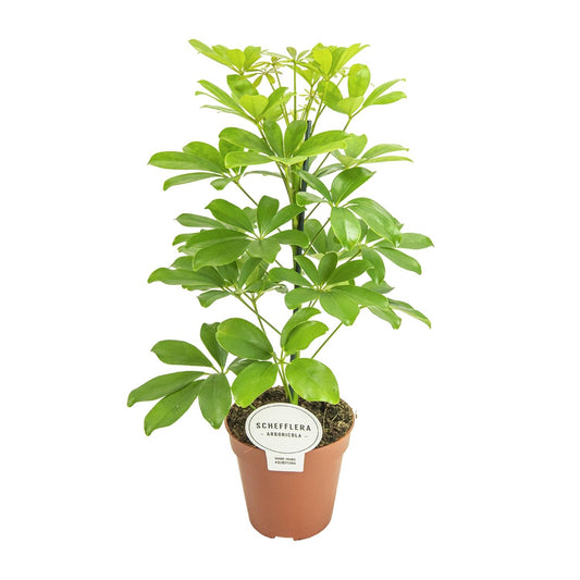 Schefflera Nora – Pflegeleichter Schirmbaum Ø13cm, 45cm hoch
