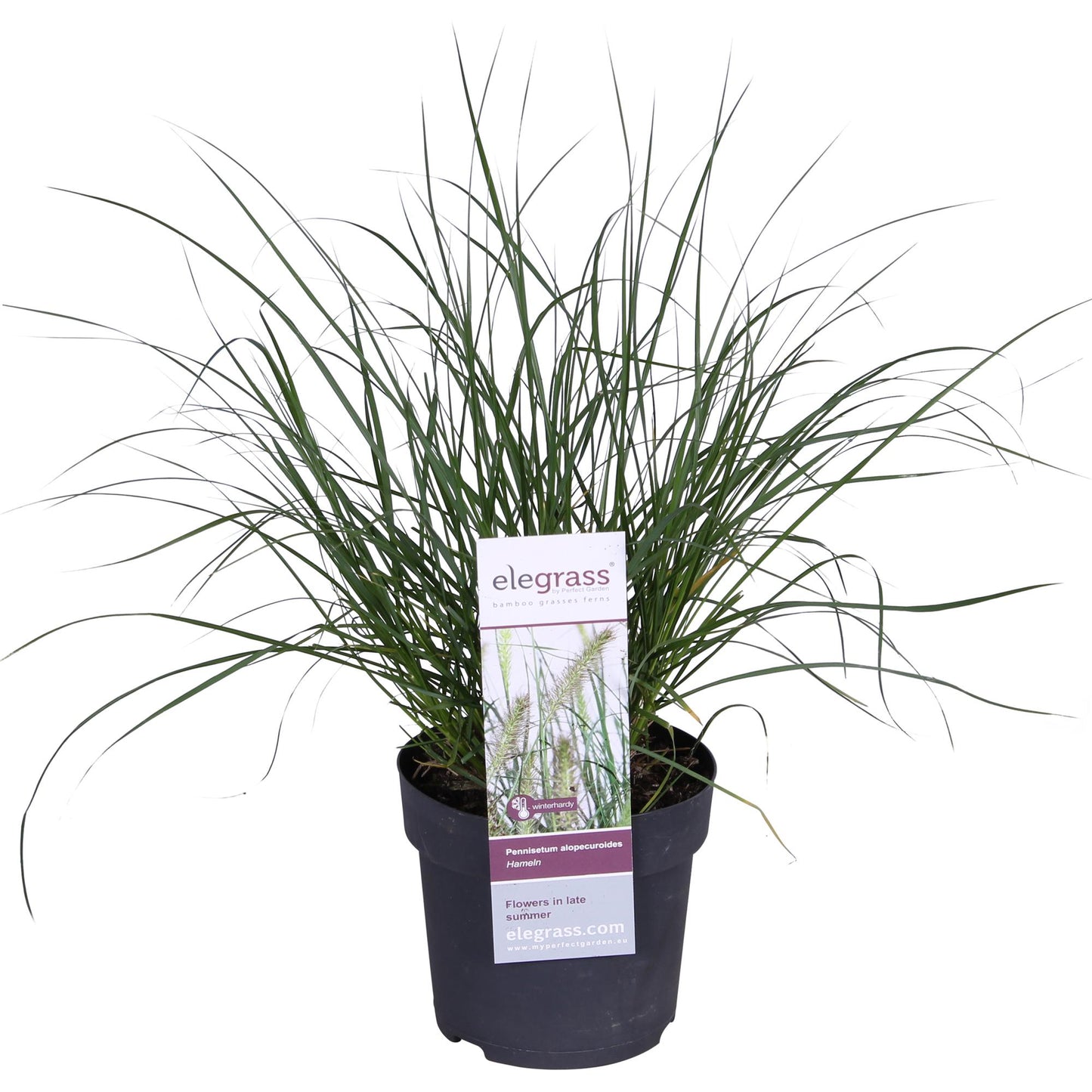 Pennisetum alopecuroides 'Hameln' – Kompaktes Lampenputzergras