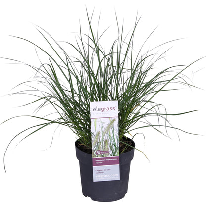 Pennisetum alopecuroides 'Hameln' – Kompaktes Lampenputzergras