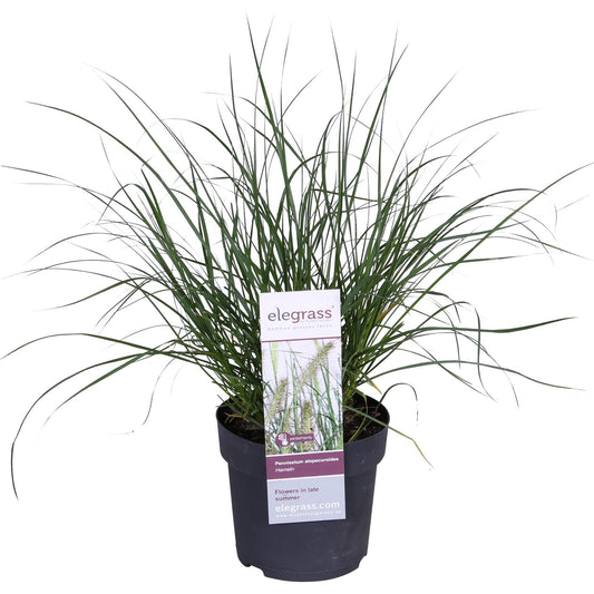 Pennisetum alopecuroides 'Hameln' – Kompaktes Lampenputzergras