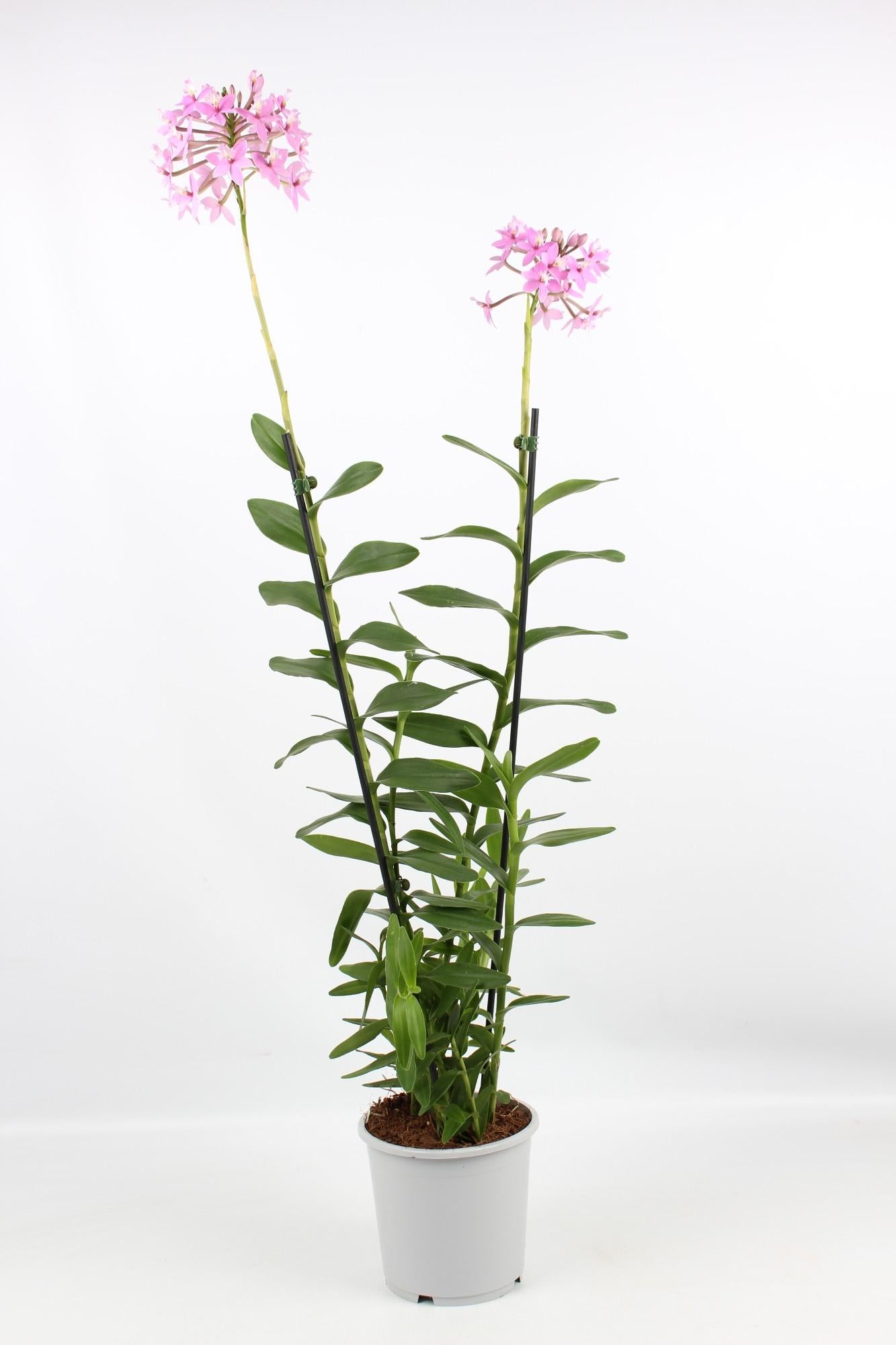 Epidendrum Licht Paars – Pflegeleichte Trendpflanze 17 cm
