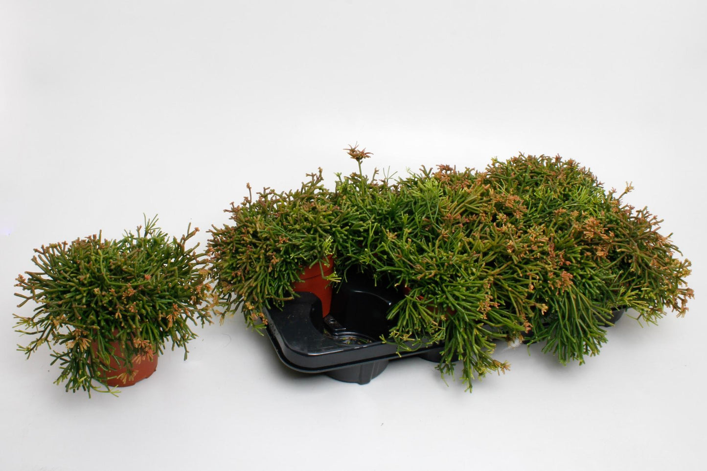 Rhipsalis Clavata – Korallenkaktus Ø12cm, pflegeleicht