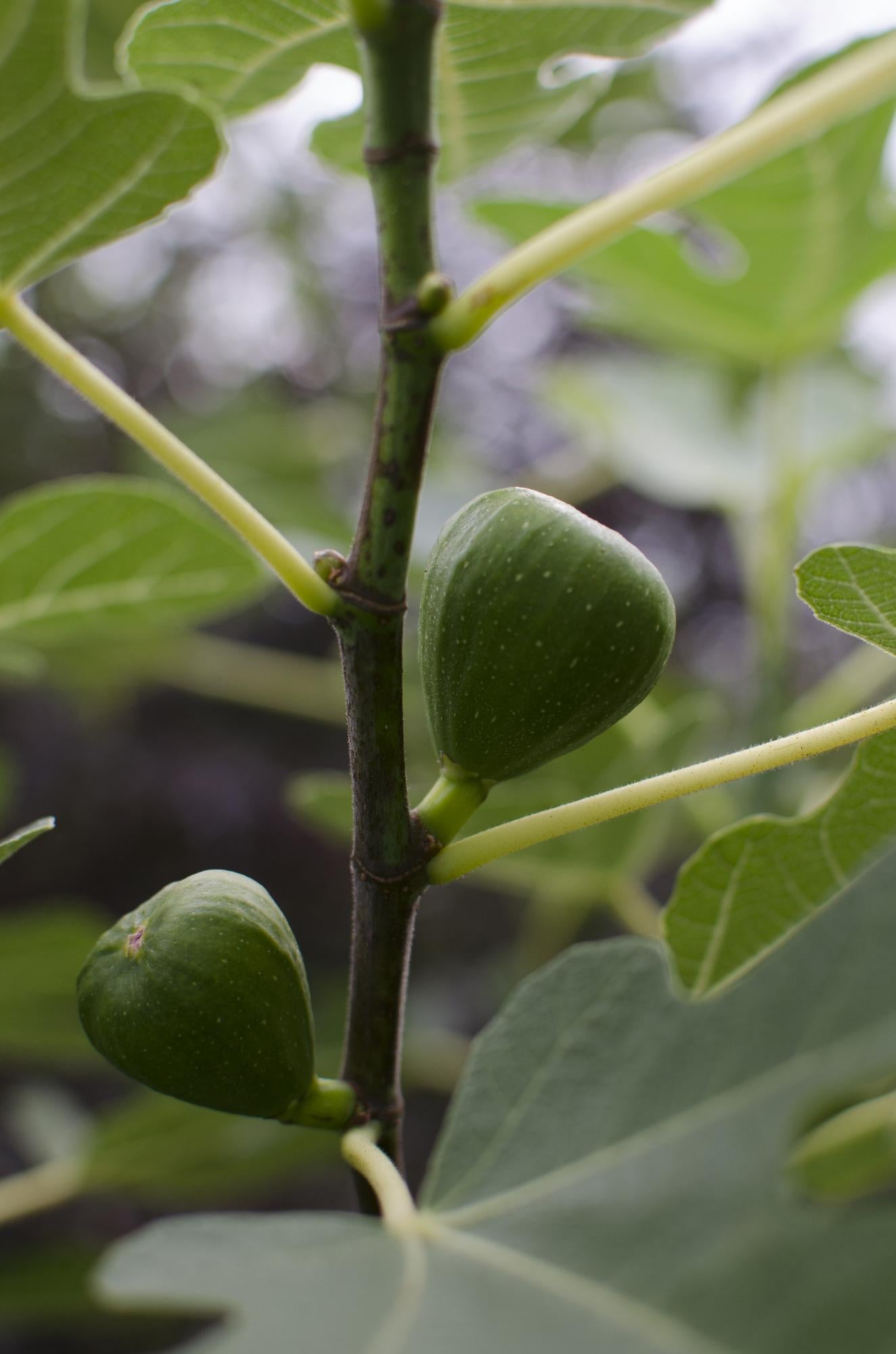 Ficus Gustissimo Perretta – Pflegeleichte Zimmerpflanze Ø13 cm