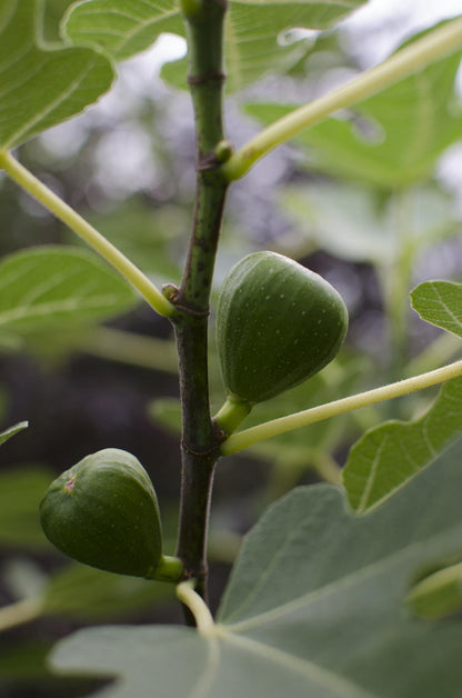 Ficus Gustissimo Perretta – Pflegeleichte Zimmerpflanze Ø13 cm