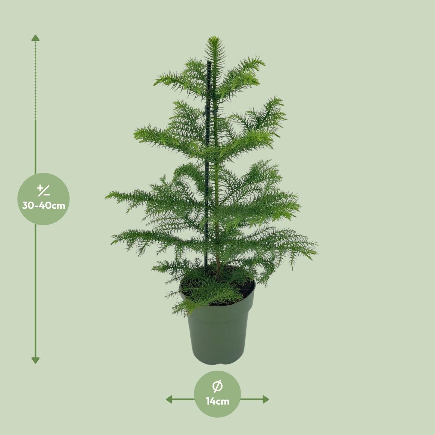 Araukarie Ø14cm – Pflegeleichte exotische Zimmerpflanze