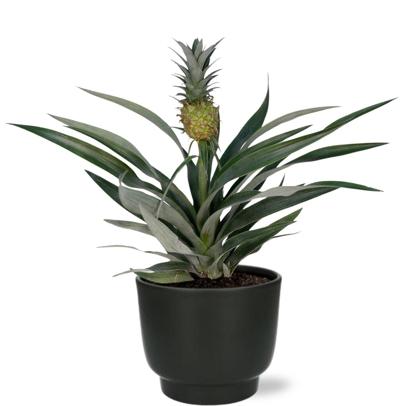 Bromelia Ananas – Pflegeleichte Tropische Zimmerpflanze Ø12cm