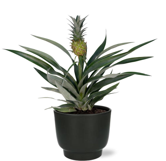 Bromelia Ananas – Pflegeleichte Tropische Zimmerpflanze Ø12cm