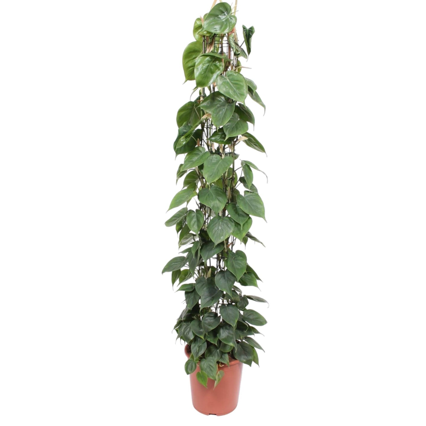 Philodendron Scandens Gaasrek – 160 cm, ø27 cm