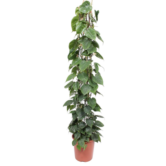 Philodendron Scandens Gaasrek – 160 cm, ø27 cm