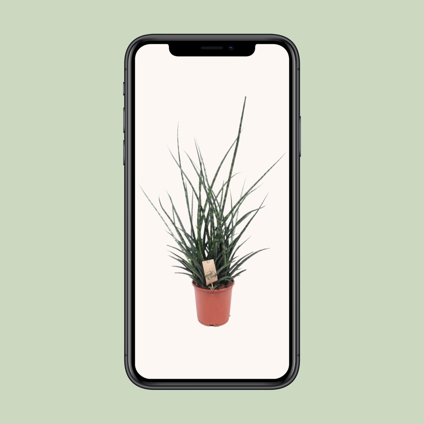 Bogenhanf 'Fernwood Punk' – Pflegeleichte Zimmerpflanze 65 cm