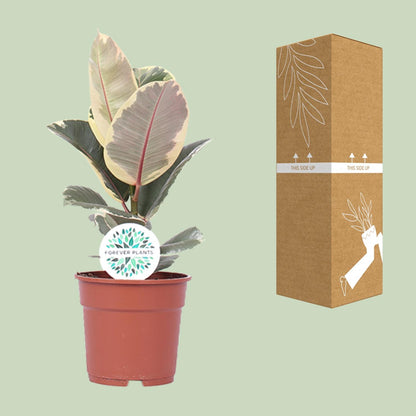 Ficus Elastica Tineke – Pflegeleichte Zimmerpflanze Ø17cm